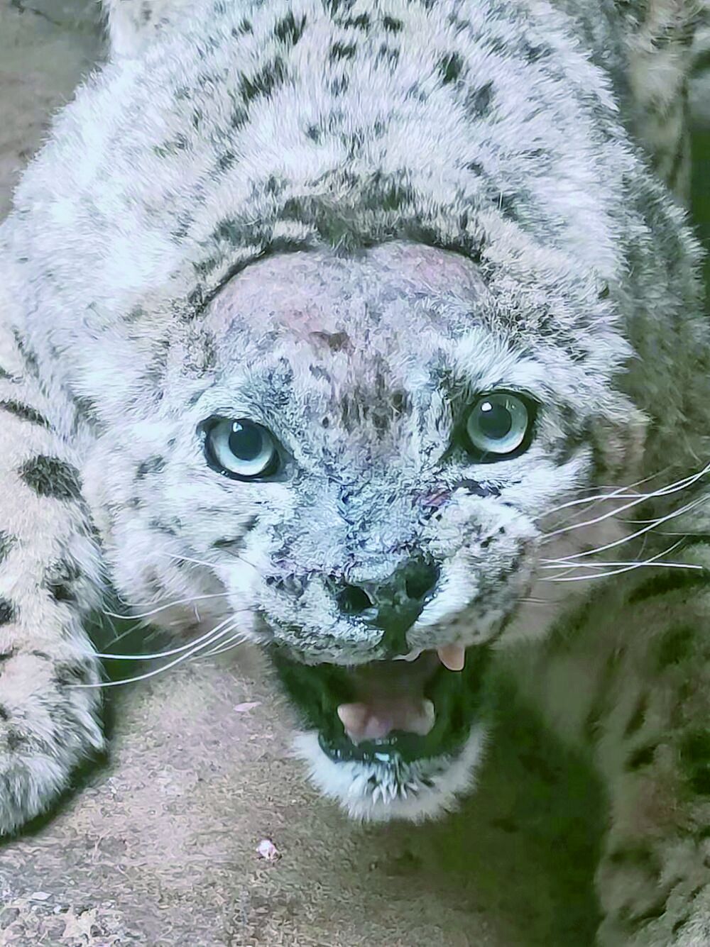 QQ�DƬ20240408062307