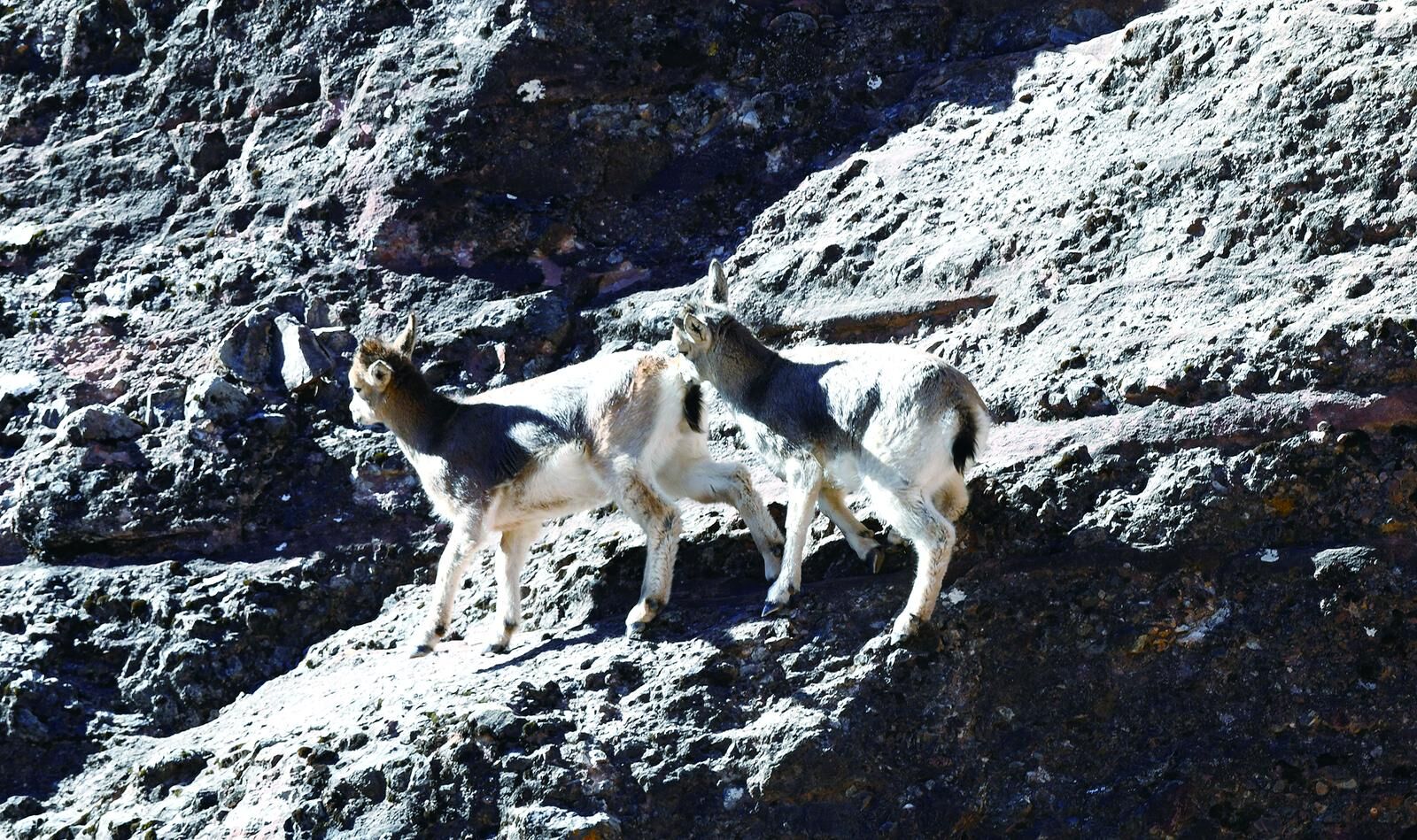 QQ�DƬ20241122053948