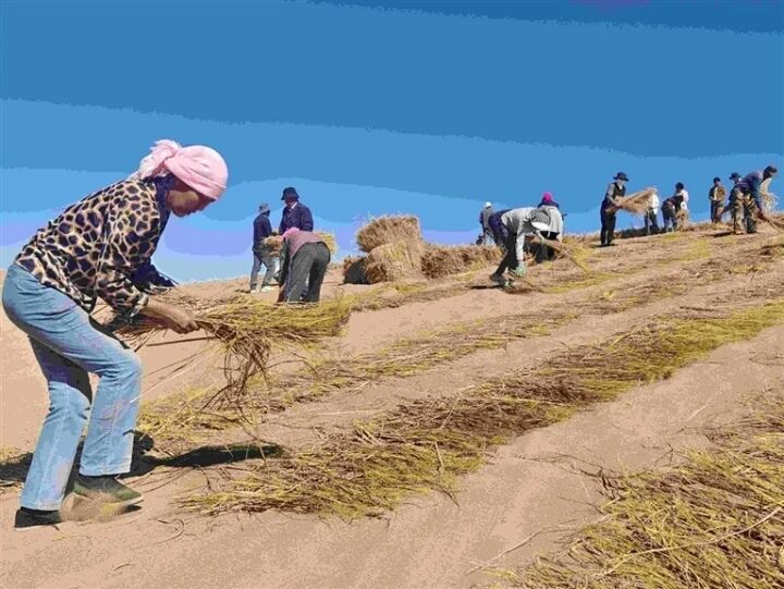瀚海植綠筑屏障 青海“綠色長龍”保高原生態