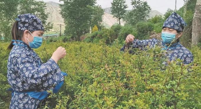 【鄉村振興在青海】棠梨茶變身記