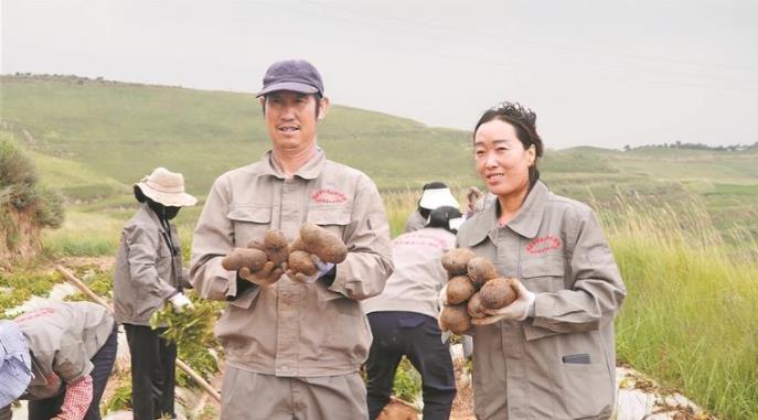 【堅定信心 實干爭先】青海海東市平安區:黑土豆豐收