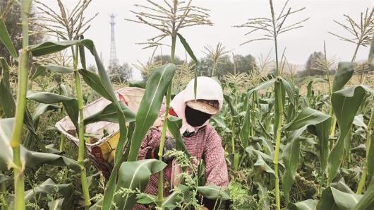 西寧市湟中區百畝鮮食玉米搶鮮上市