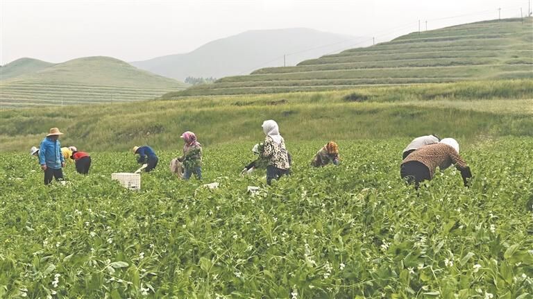 QQ�DƬ20250828053822