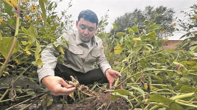【鄉(xiāng)村振興在青海】高原菊芋花正艷 良種助農(nóng)盼豐收