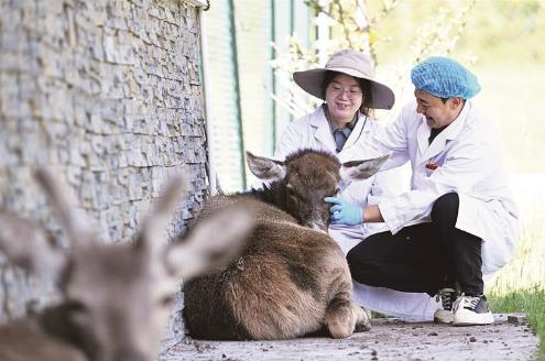祁連山國家公園野生動物救護繁育站 217份野生動物救護檔案背后的故事