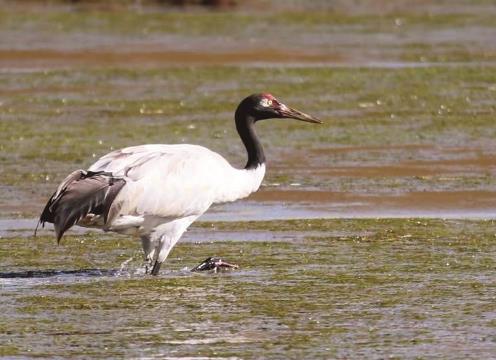 青海澤庫縣筑牢生態屏障 繪就綠色發展新圖景