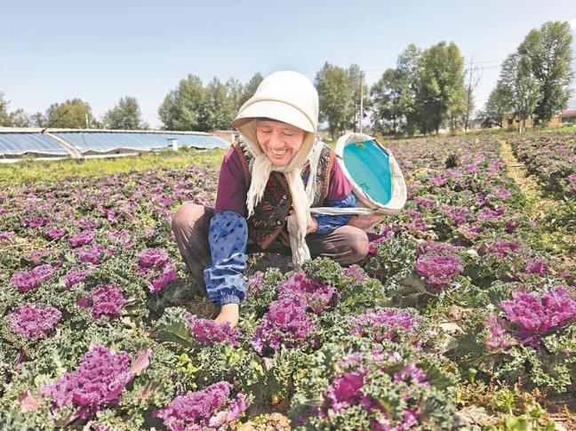 【江源近觀】“青字號”冷涼蔬菜“鮮”行記