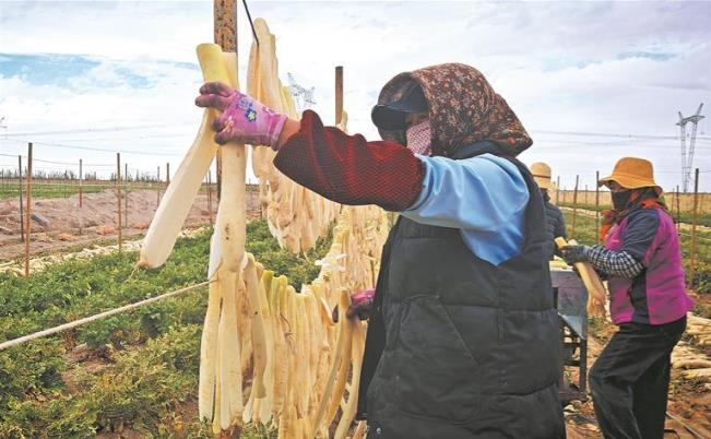 【慶農(nóng)業(yè)豐收 享美好生活】青海都蘭:蘿卜喜迎豐收