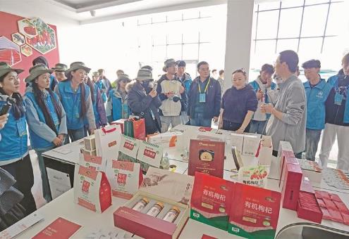 一顆紅枸杞的全球之旅——青海格爾木研學解鎖產業融合密碼