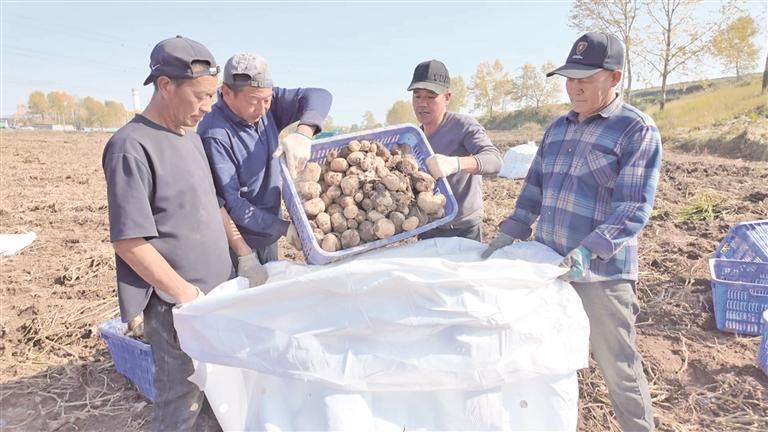 青海湟中13萬(wàn)畝馬鈴薯開(kāi)挖