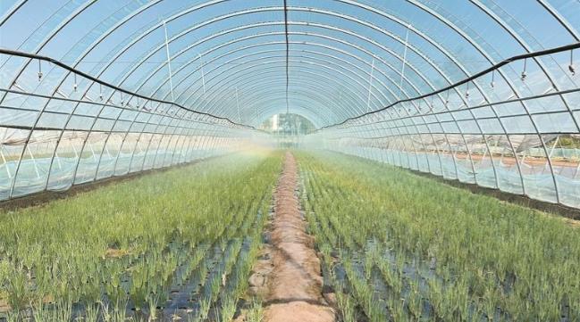 【新時代 新征程 新偉業(yè)·高質量發(fā)展調研行】智慧賦能田間事 打造高原金名片——青海縣域經濟發(fā)展觀察·湟中篇