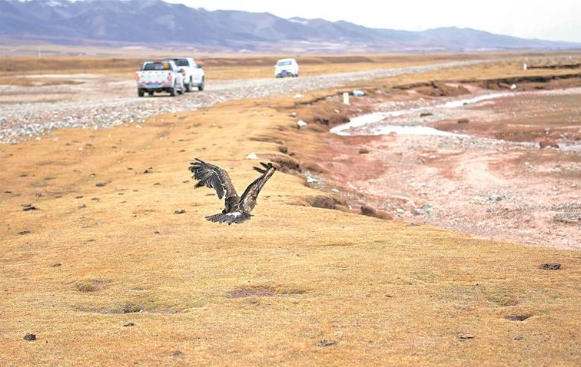追尋放歸足跡——祁連山國家公園(候選區)集中放歸珍稀野生動物小記