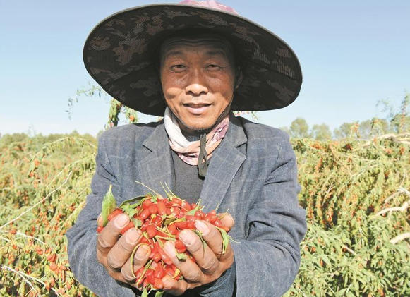 【鄉村振興在青海】枸杞“鏈”就共富路