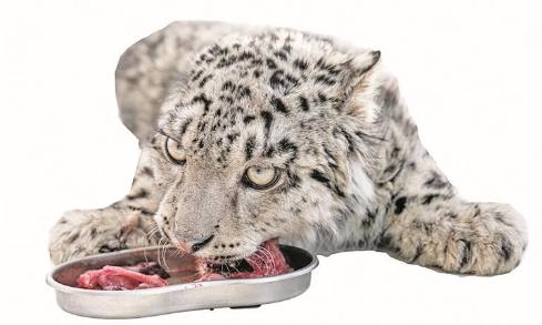 青海野生動(dòng)物救護(hù)繁育中心今年救助兩只雪豹