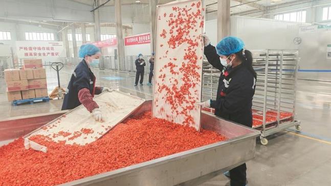 戈壁杞紅豐收忙