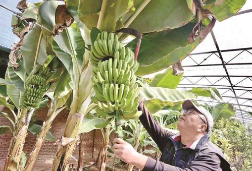 從單打獨斗到抱團發(fā)展 黃南農(nóng)牧品牌這樣闖市場