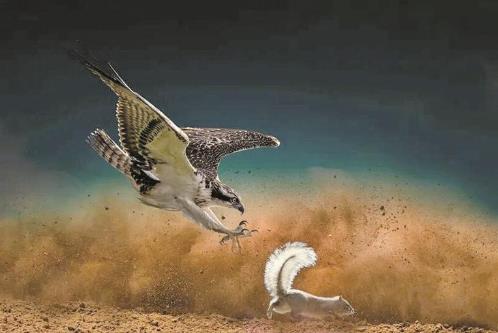 祁連山國家公園首席簽約攝影師焦生福獨攬8項攝影大獎