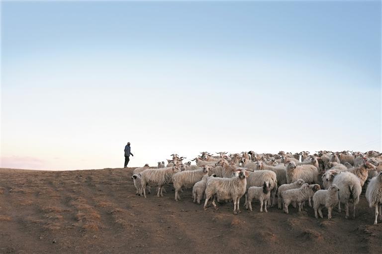 青海剛察:高效養殖助力牧民增收