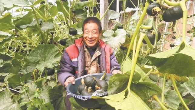 【鄉村振興在青海】湟中貝貝南瓜喜豐收