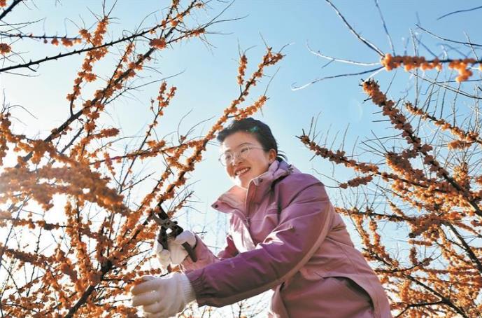 【鄉村振興在青海】“小金果”串起鄉村振興“大鏈條”