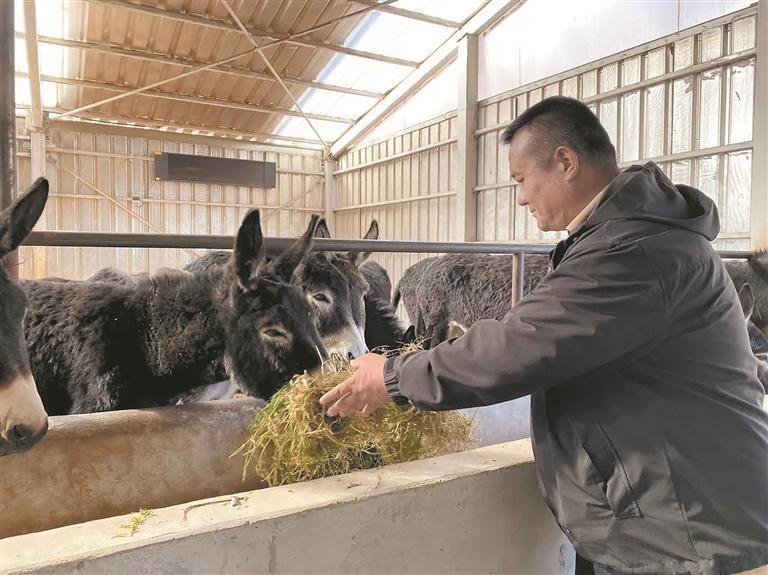投喂黑驢。本報記者 欒雨嘉 攝